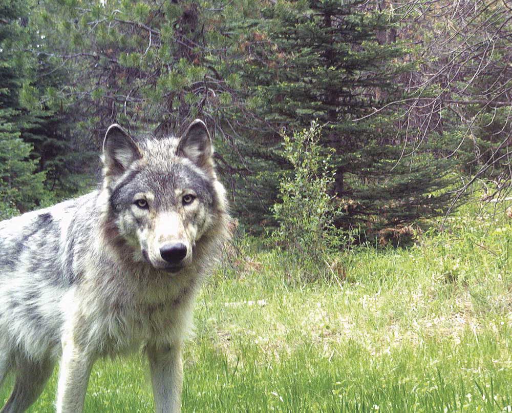 ODFW confirms first Grant County wolf depredation of 2025 | Blue